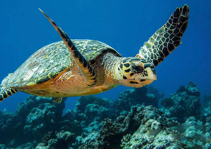 Sea Turtle