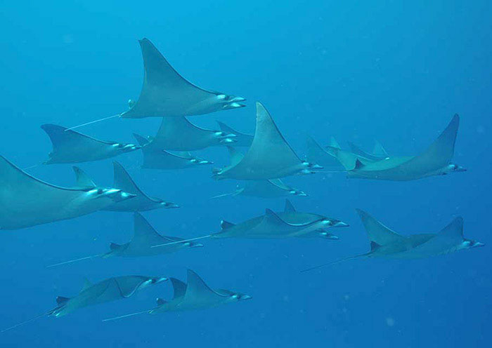 Manta Rays Diving