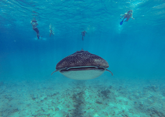 Whale Shark Point