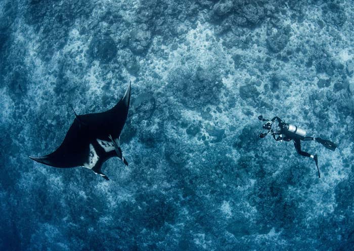 Manta Ray Diving