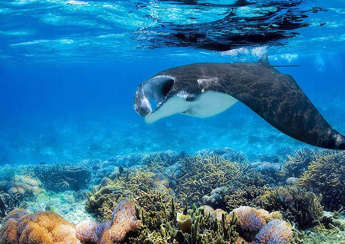 Manta Rays Diving