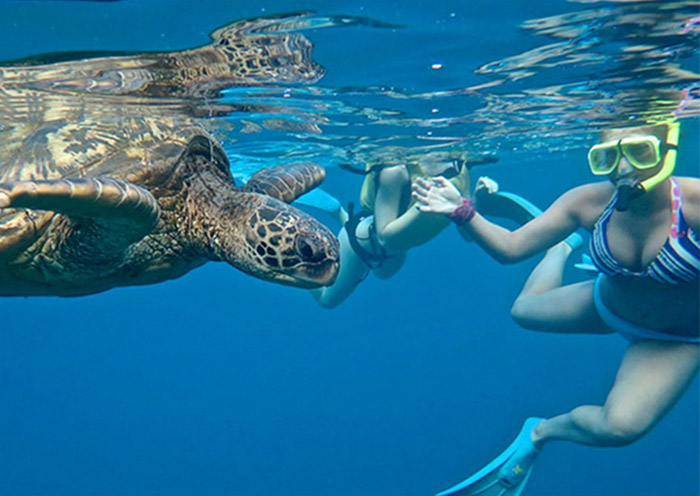 Turtle Point Snorkeling