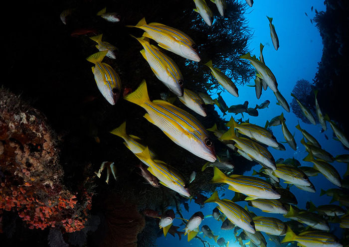 Diving for Coral Reef