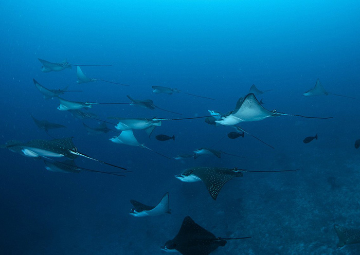 Eagle Rays