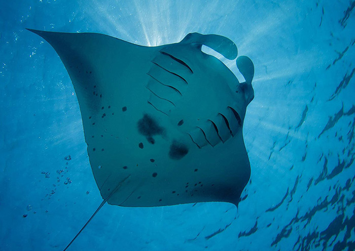 Manta Rays