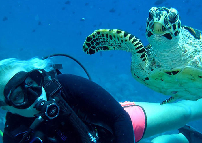 Diving to See Turtle