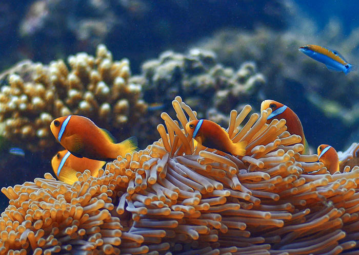 Snorkeling