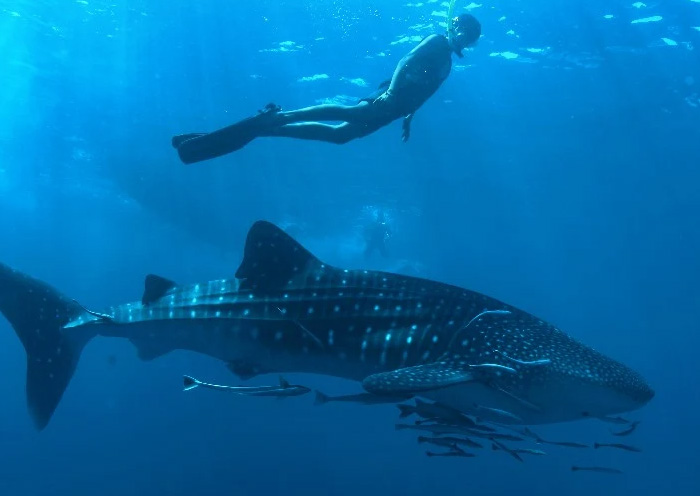 Whaleshark Excursion