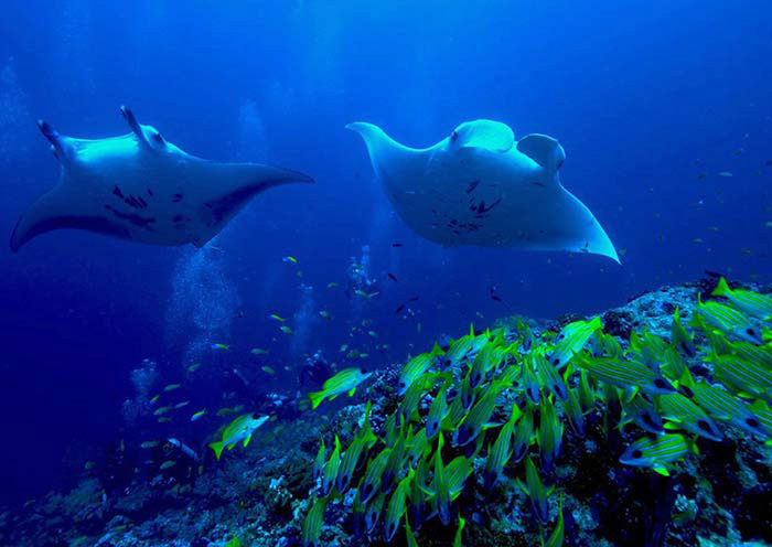 Manta Rays Seeking