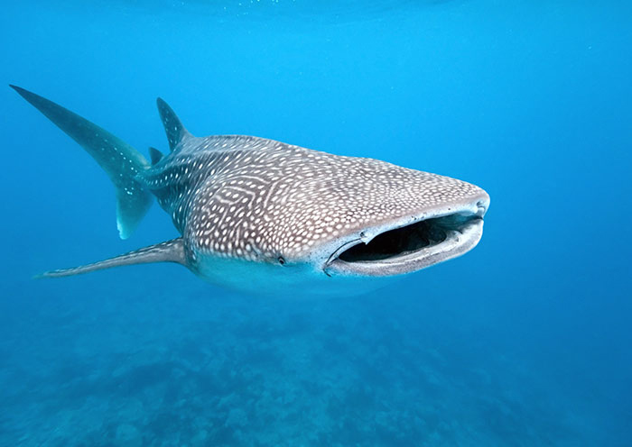 Whale Shark Excursion