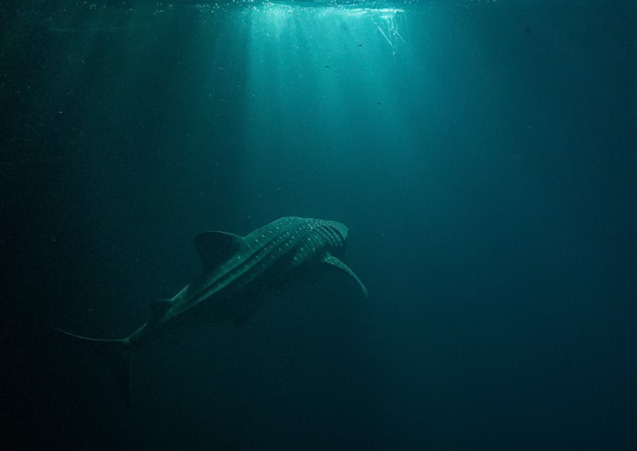 Whale Shark Encounter