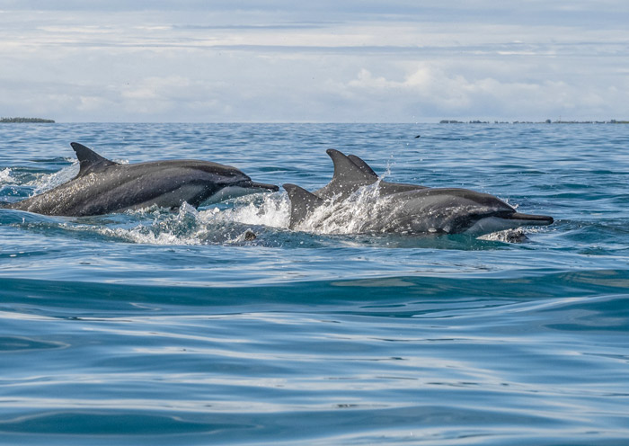 Dolphin Cruise