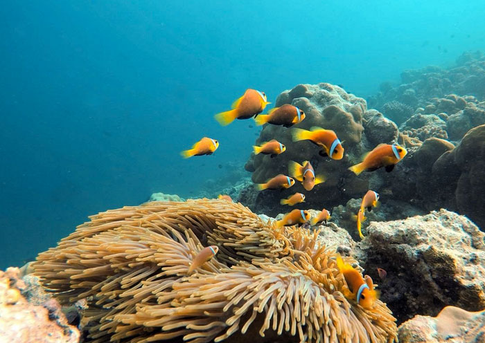 Snorkeling