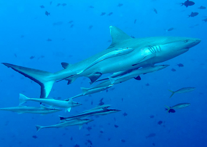 Grey Reef Shark