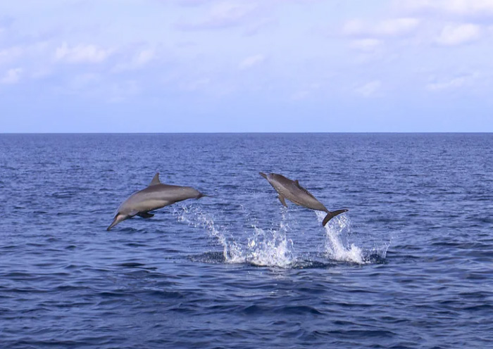 Dolphin Cruise