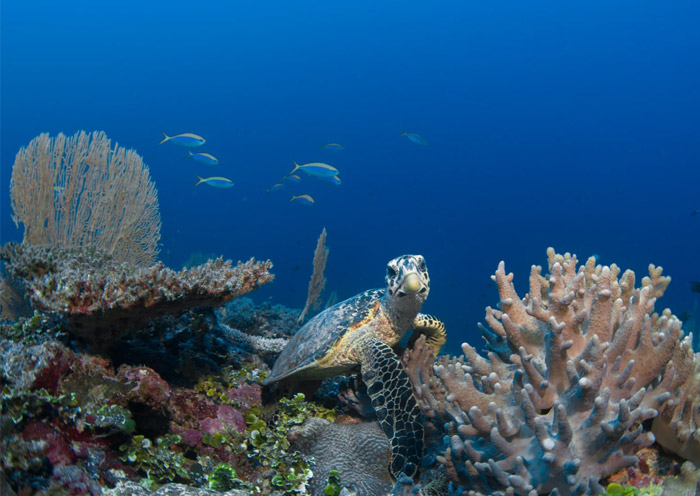 Atolls of the Maldives