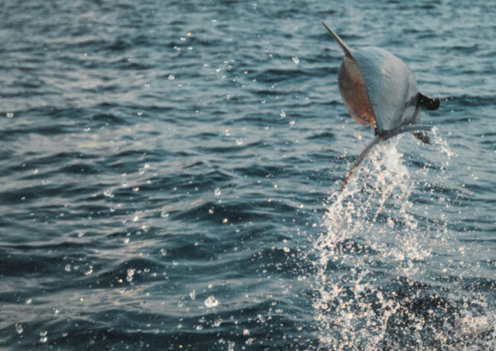 Sunset Dolphin Cruise