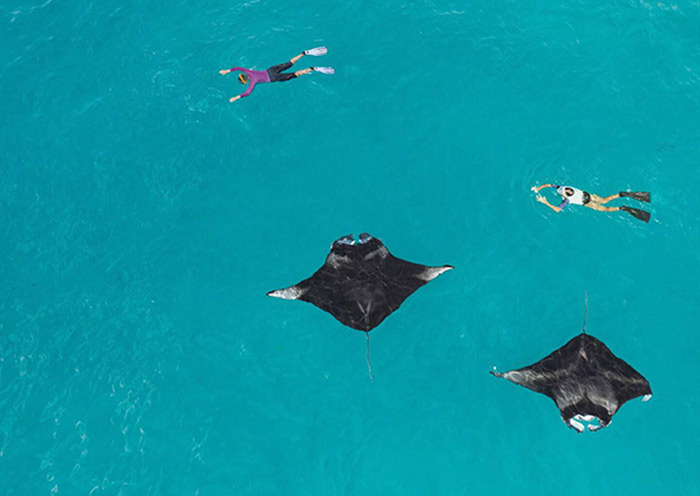 Manta Rays Exploration