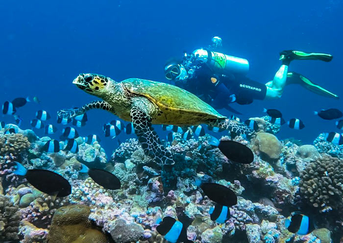 Veligandu Island Resort & Spa, Maldives 